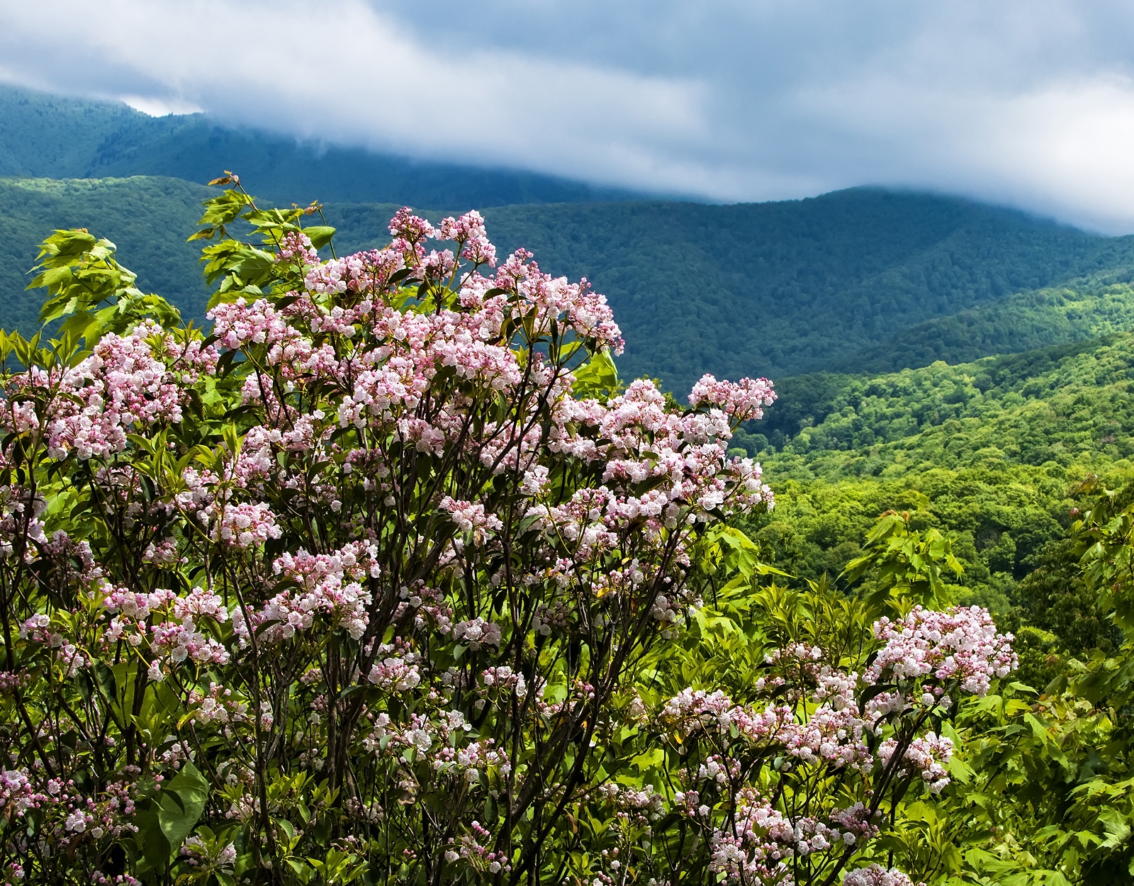 Pink mountain laurel blooms.