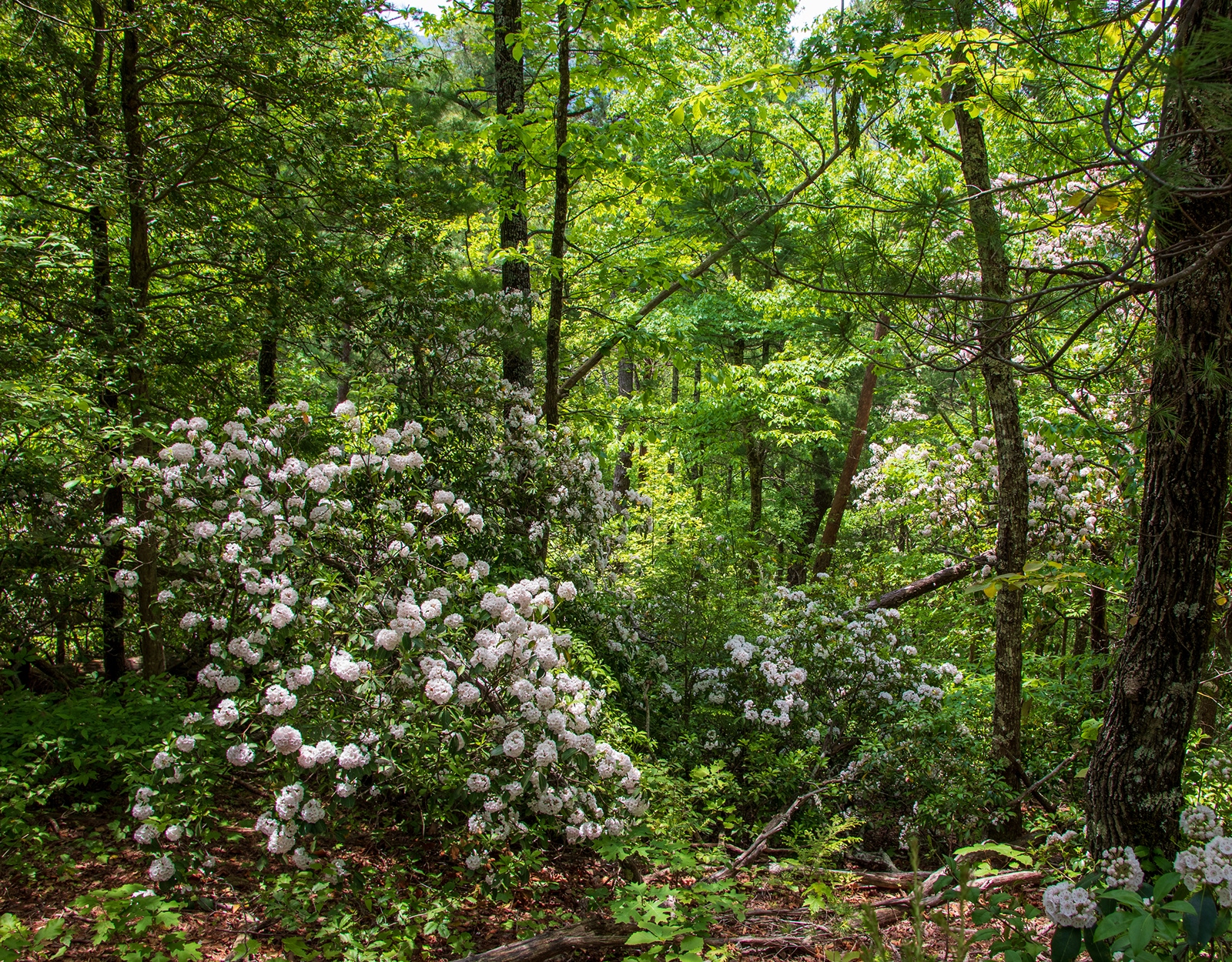 Pink mountain laurel blooms.