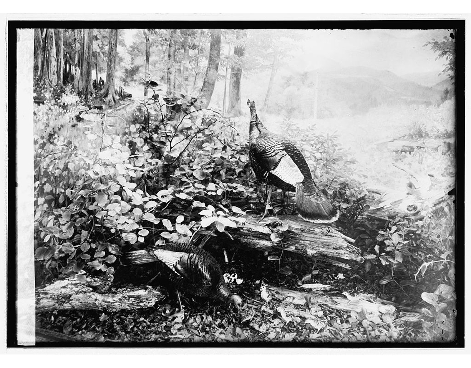 A black and white historical illustration of wild turkeys in the woods.
