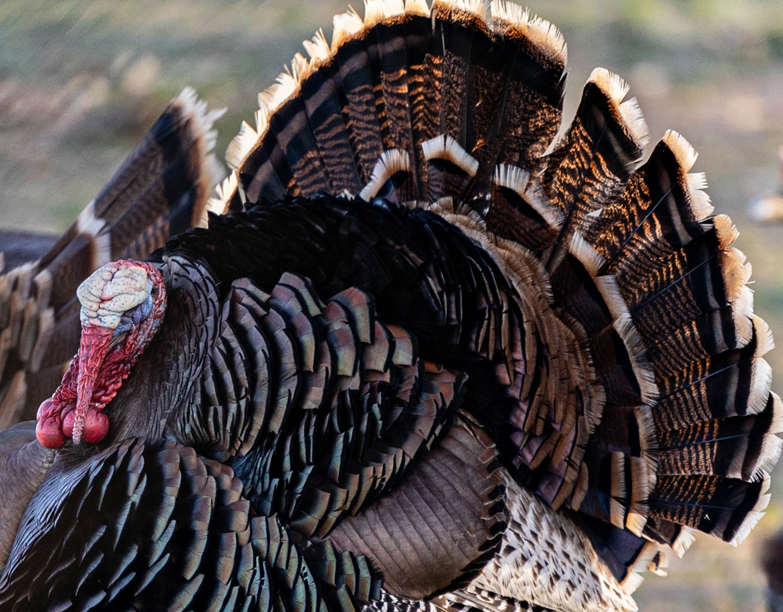 A close up a strutting tom's tail fan.
