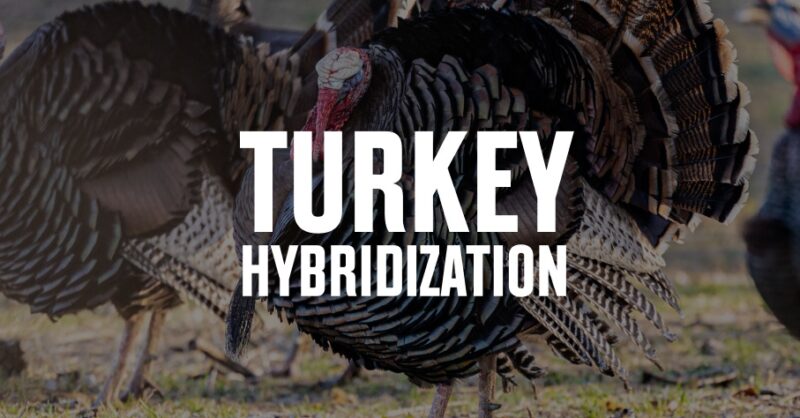 A strutting wild turkey tom with Turkey Hybridization overlaid in white font.
