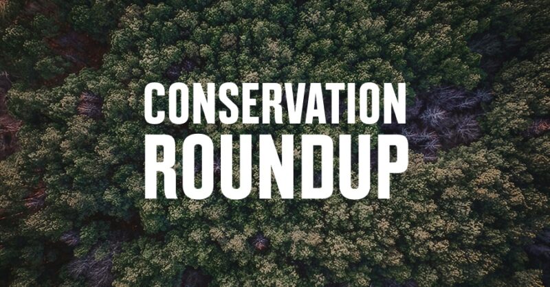 An aerial image of conifer trees with "conservation round up" overwritten in white text.