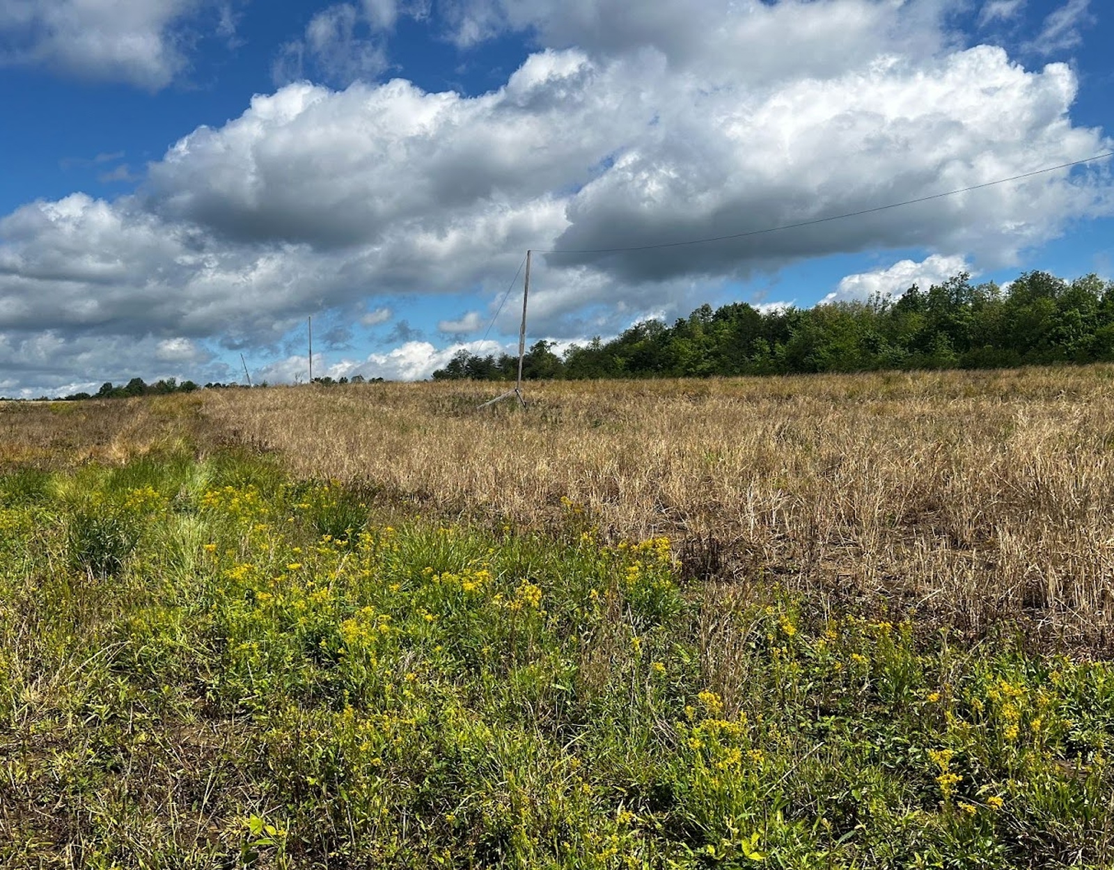 Wild turkey nesting habitat.