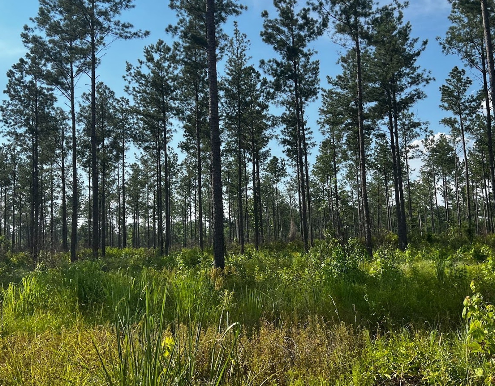 Wild turkey nesting habitat.