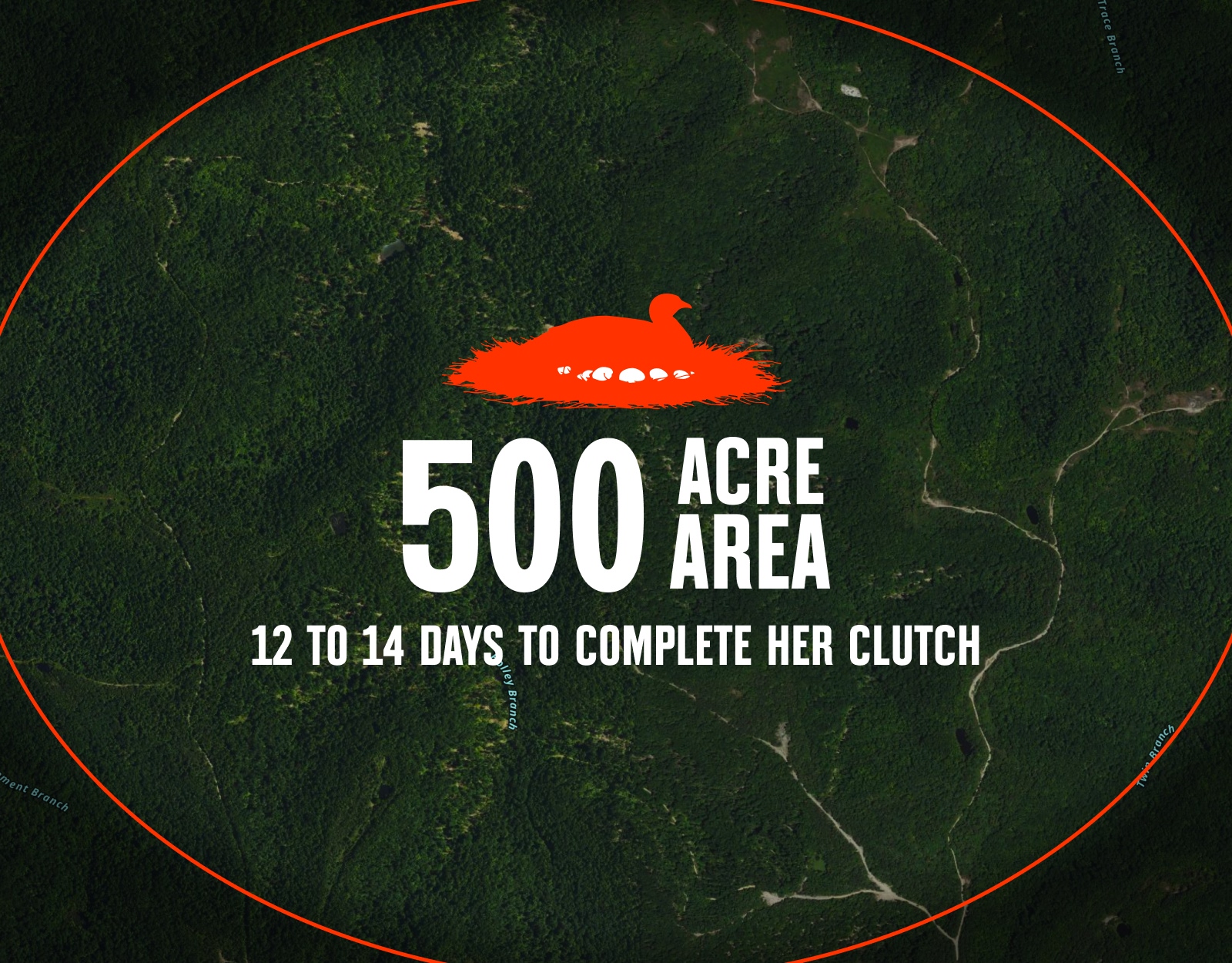 Wild turkey nest infographic.