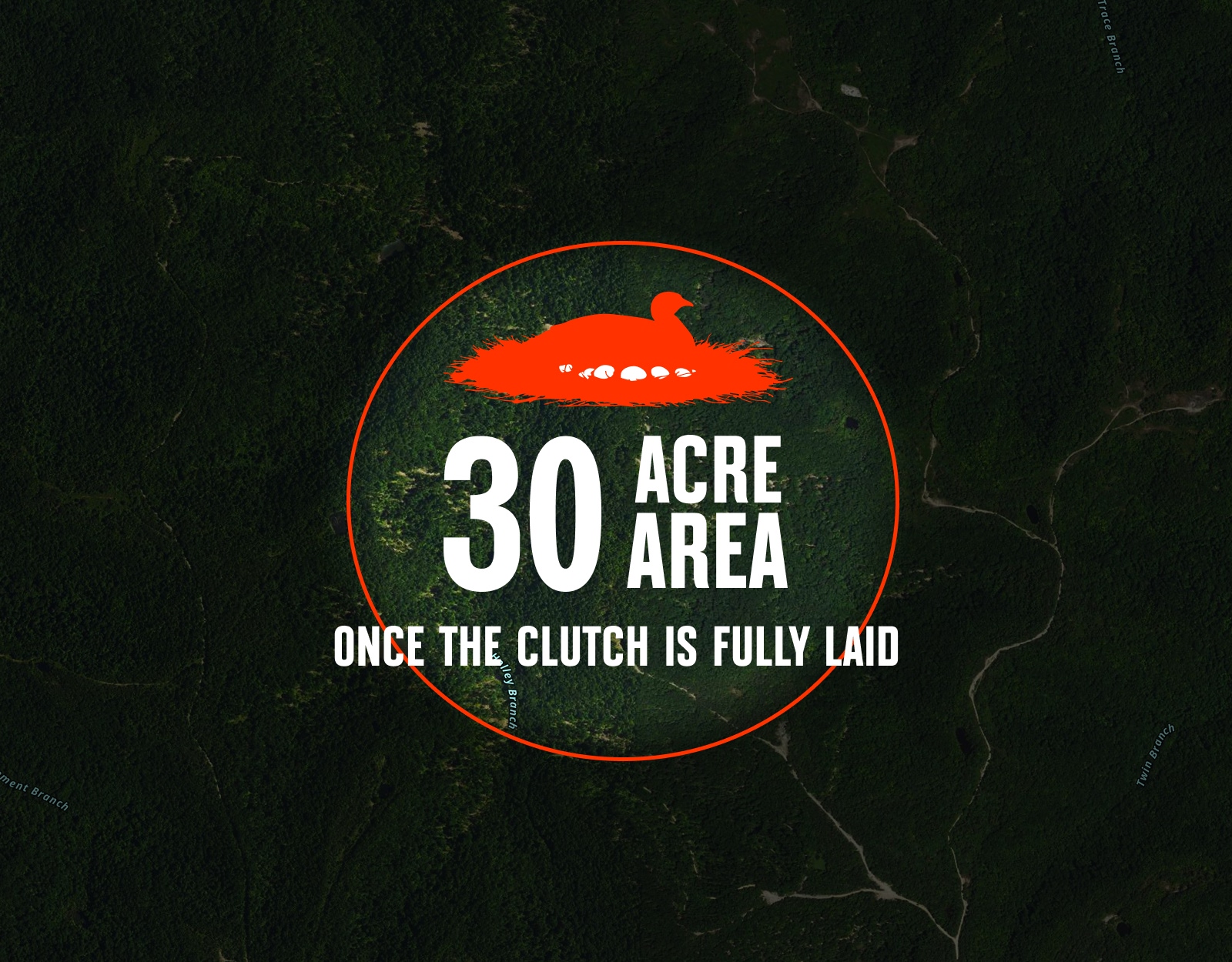 Wild turkey nest infographic.