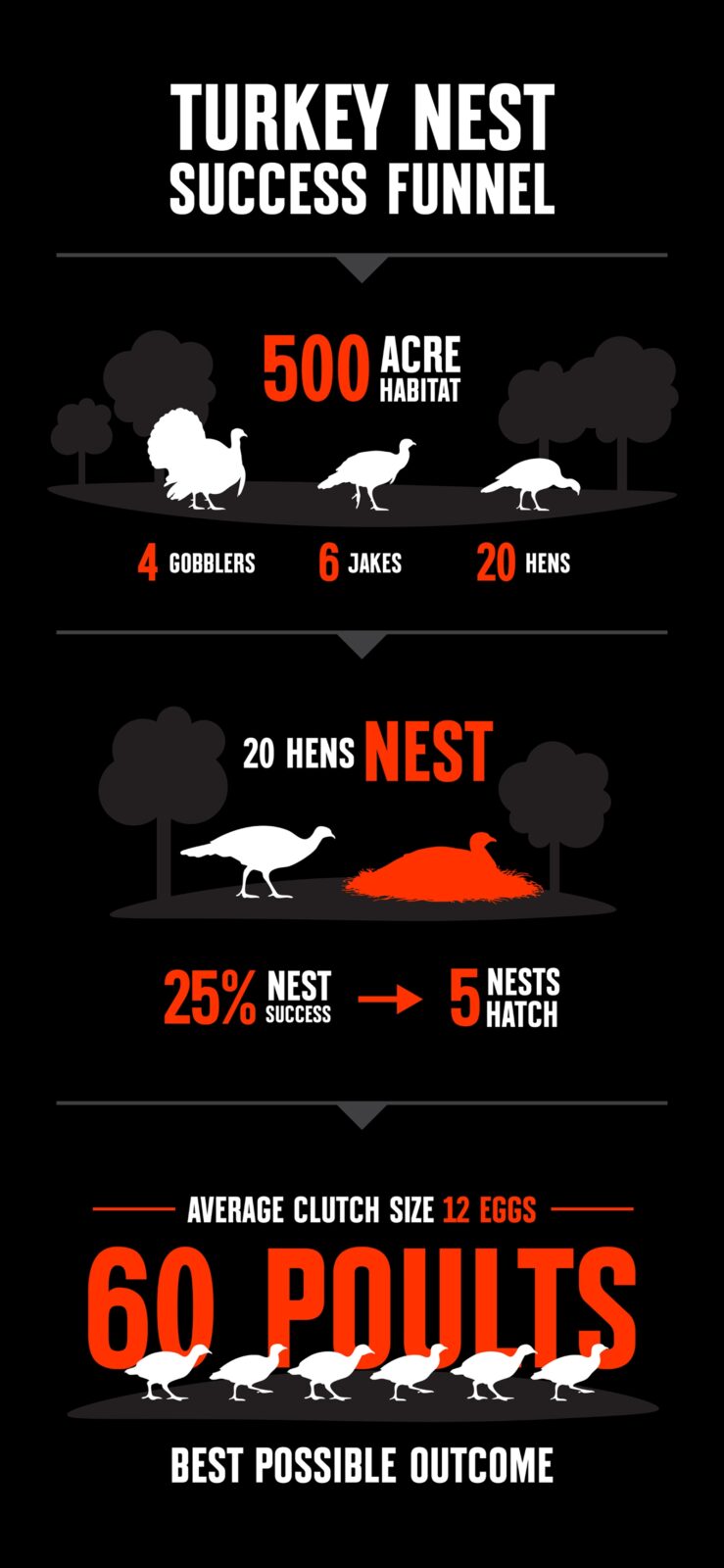 Wild turkey nest infographic showing an example success rate.