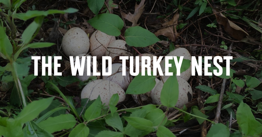 Wild turkey nest with eggs.
