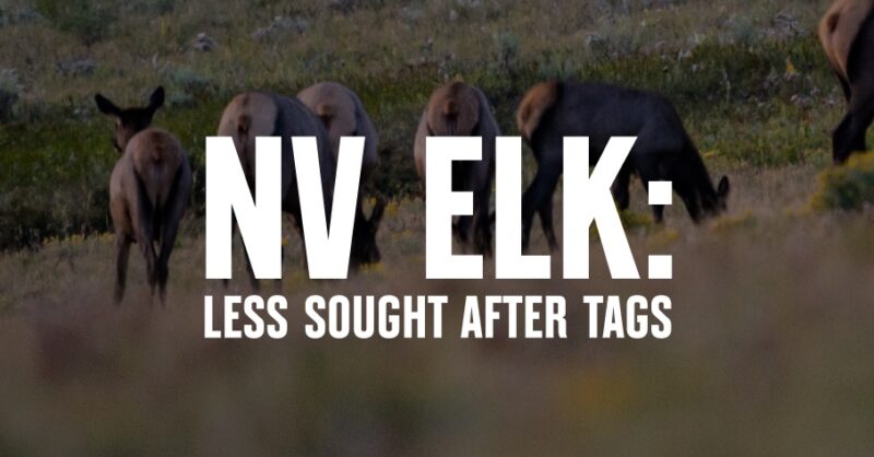 Elk stand in a field.