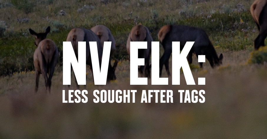 Elk stand in a field.