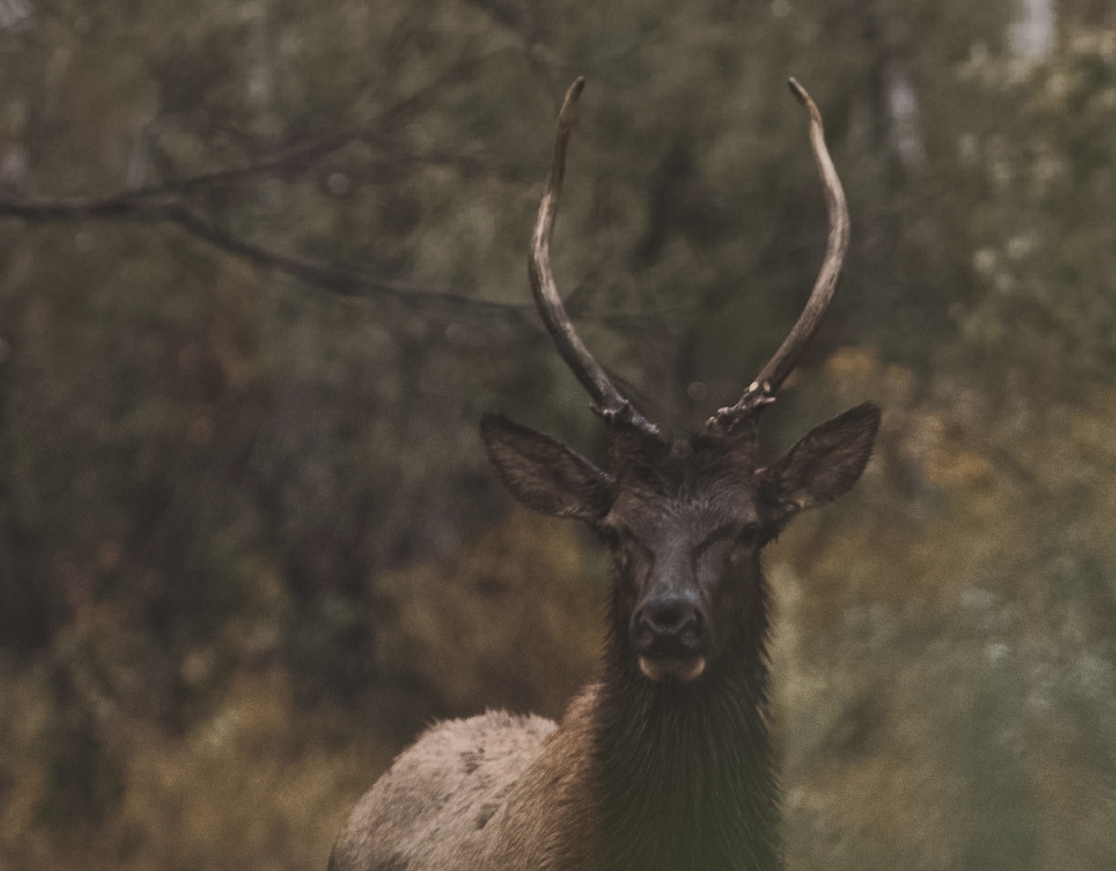 A spike elk stands and looks into the camera.