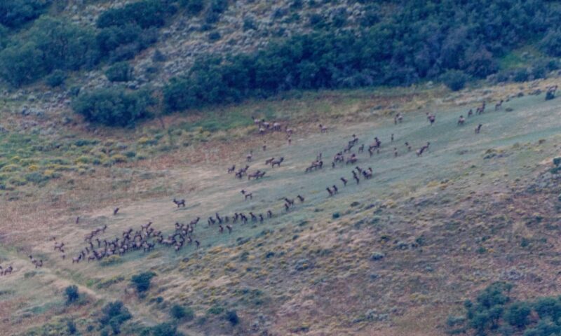 A herd of elk in the high desert.