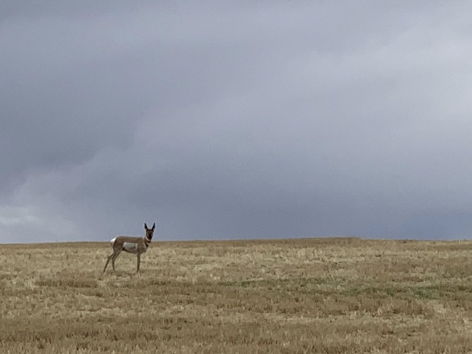A doe antelope looking at the camera in a prairie.