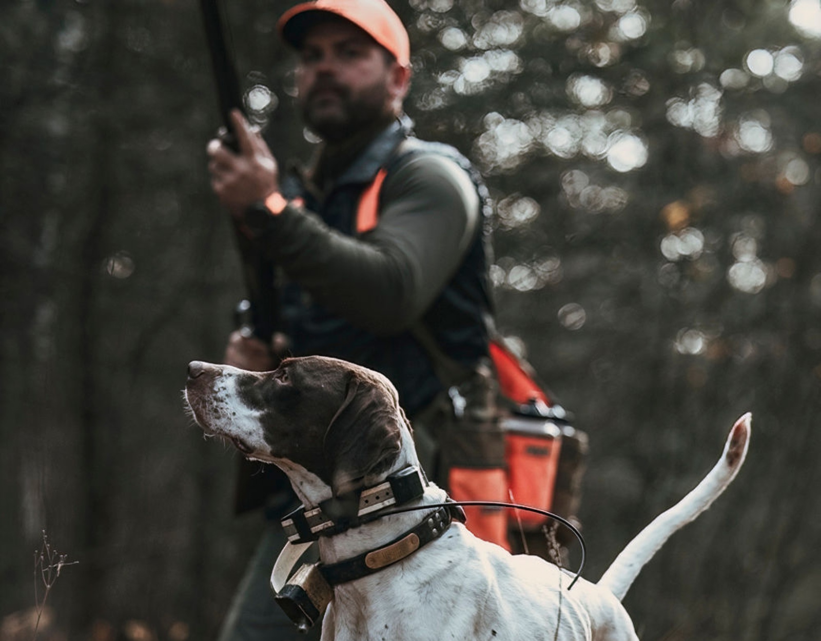 A man and his dog hunt for upland birds.