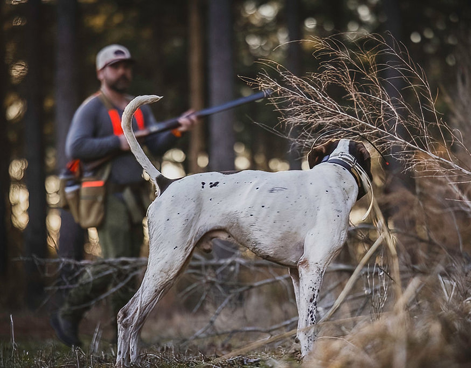 A man and his dog hunt for upland birds.
