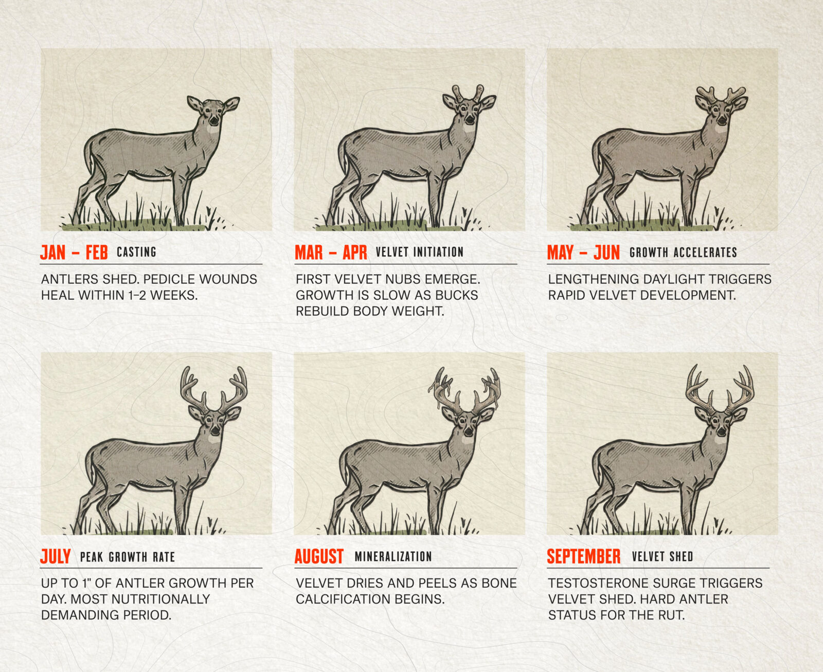 An infographic displaying the life cycle of whitetail deer antler growth