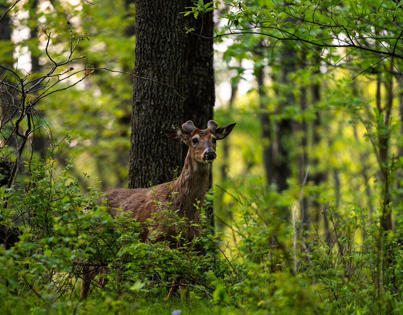 A buck with small velvet nubs growing