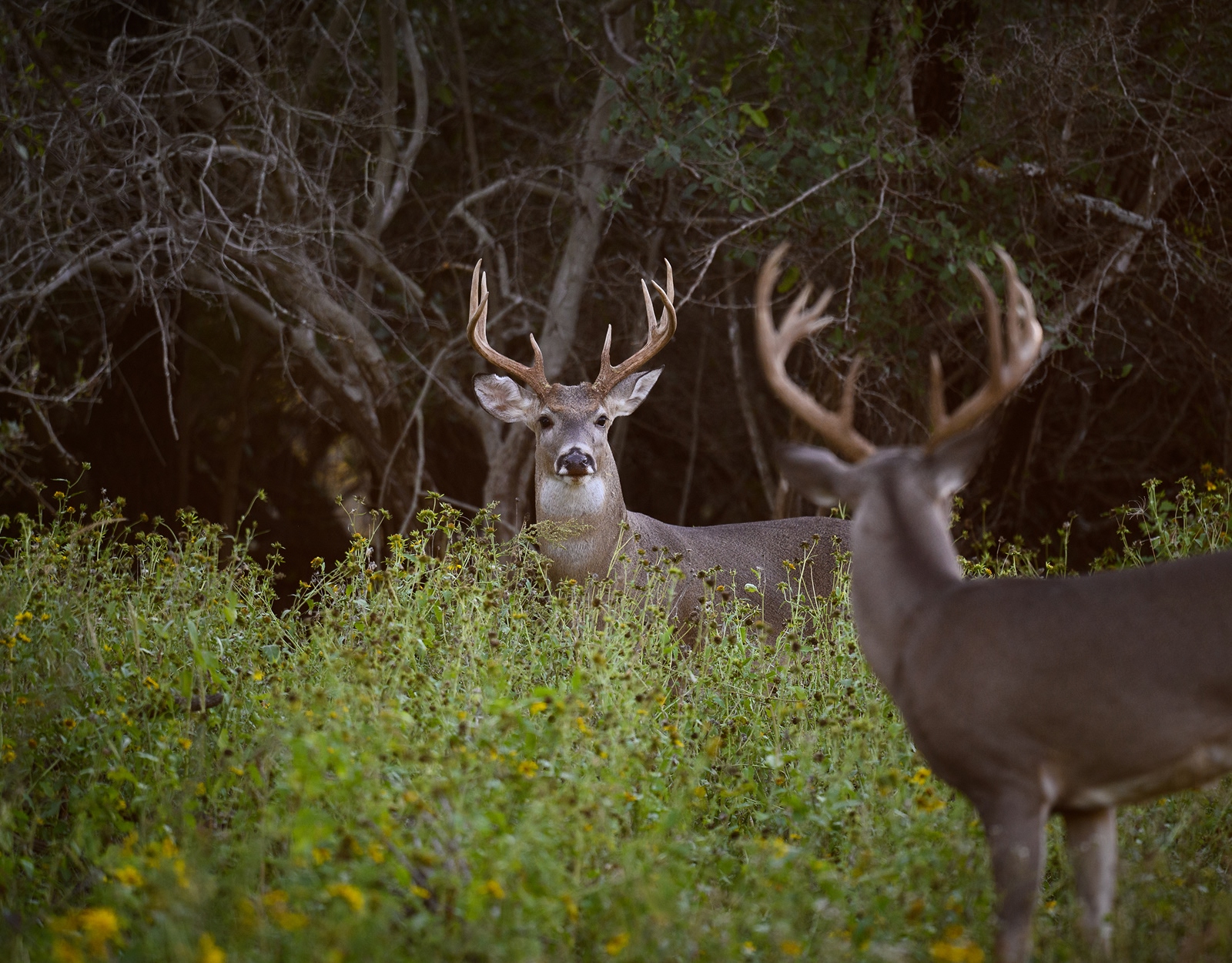 Two bucks in the field
