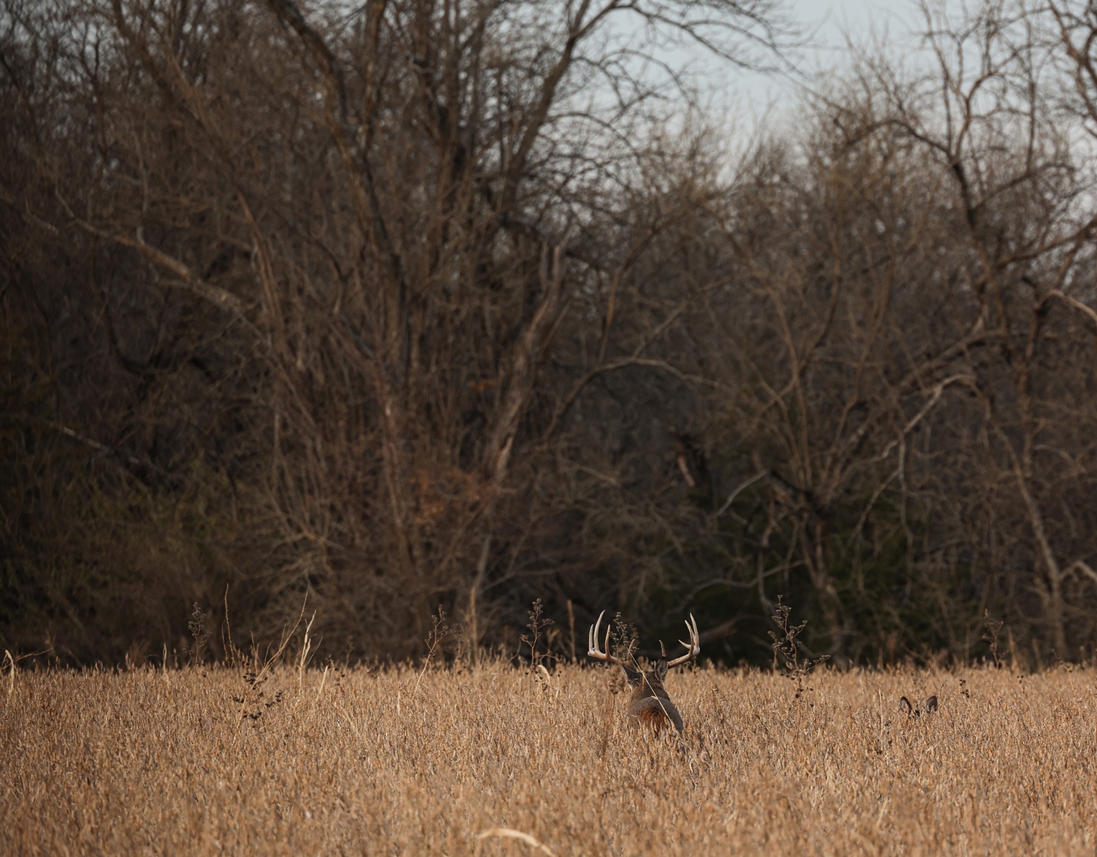 A whitetail deer in a field.