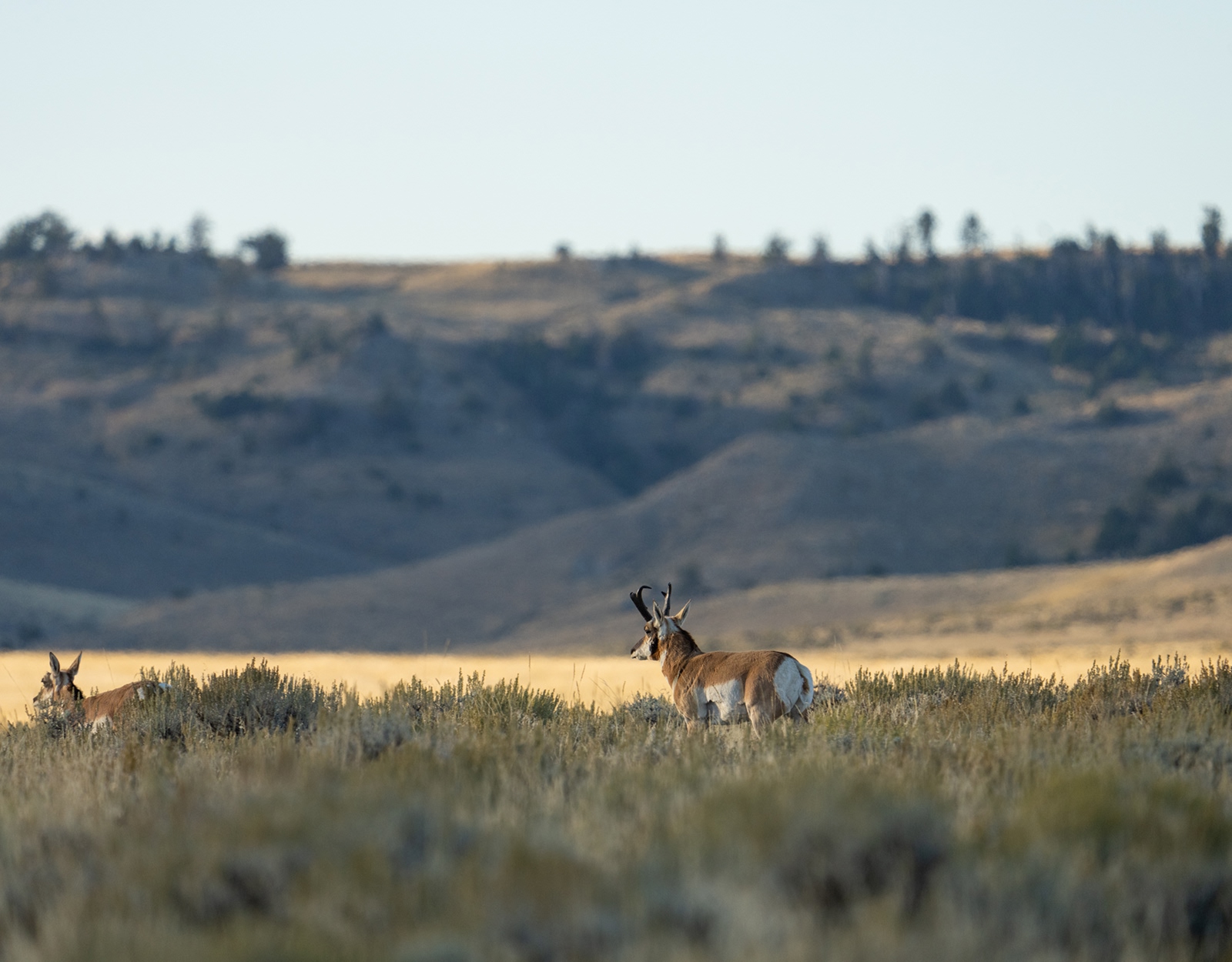 An antelope walks quartering away from the camera.