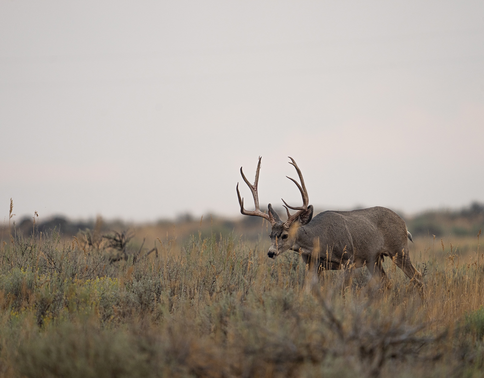 A mule deer buck walks through tall grass.