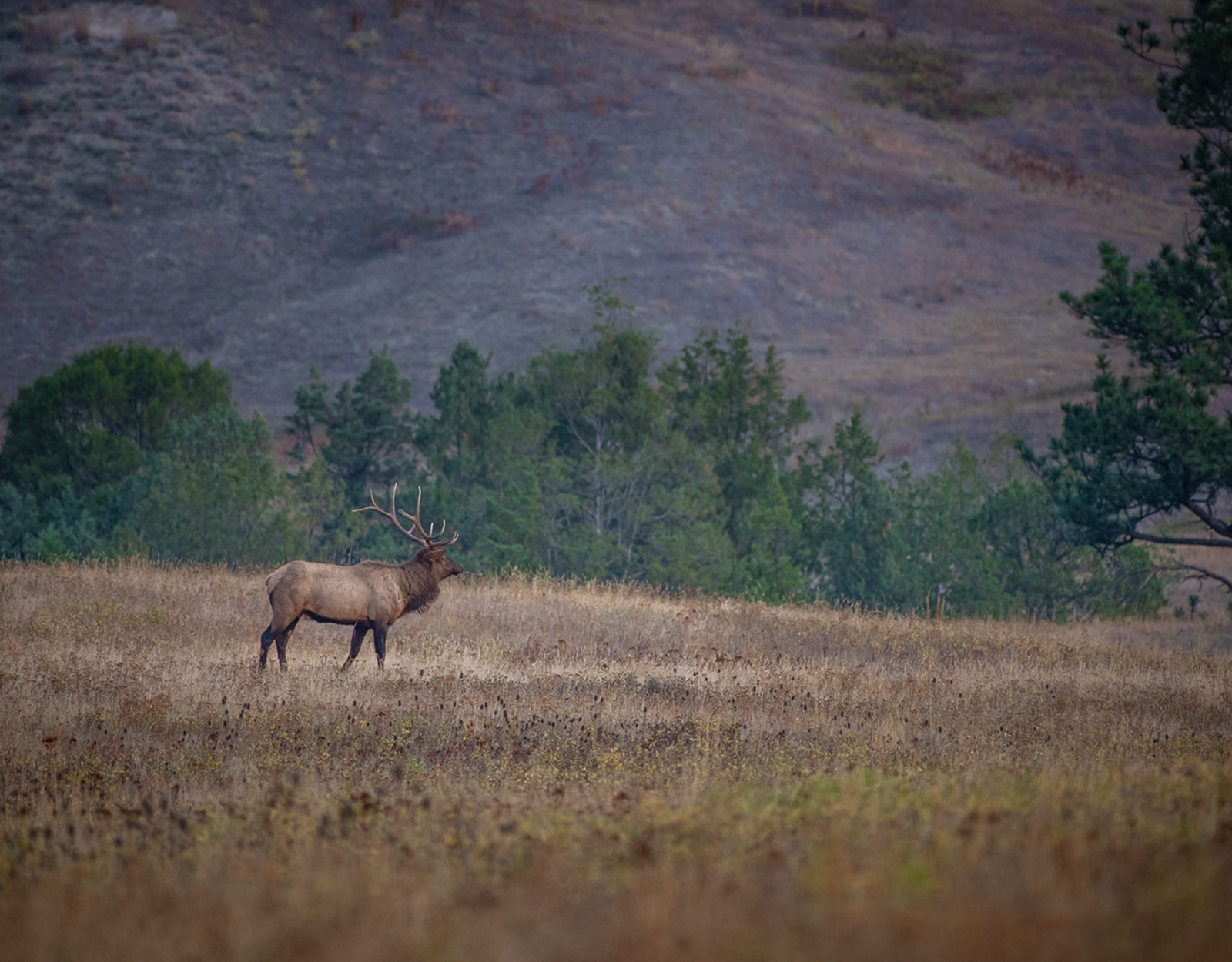 A bull elk in a meadow.