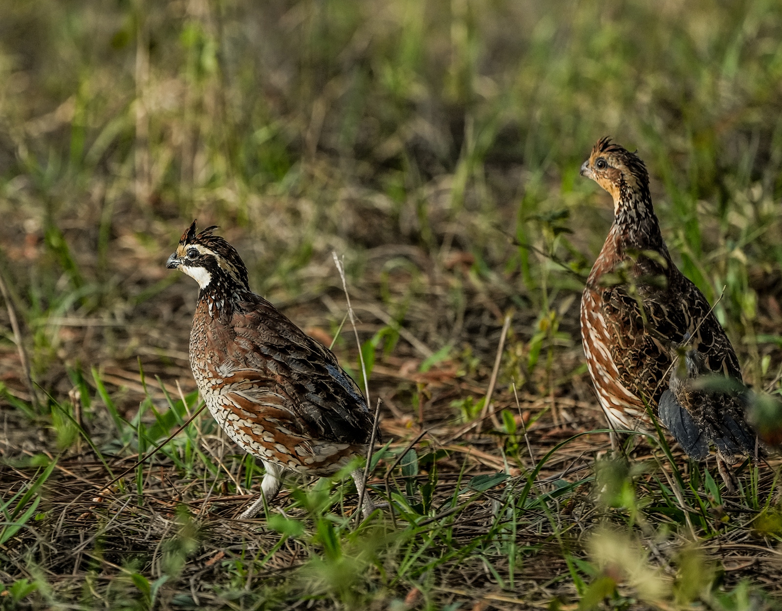 Bobwhite quail