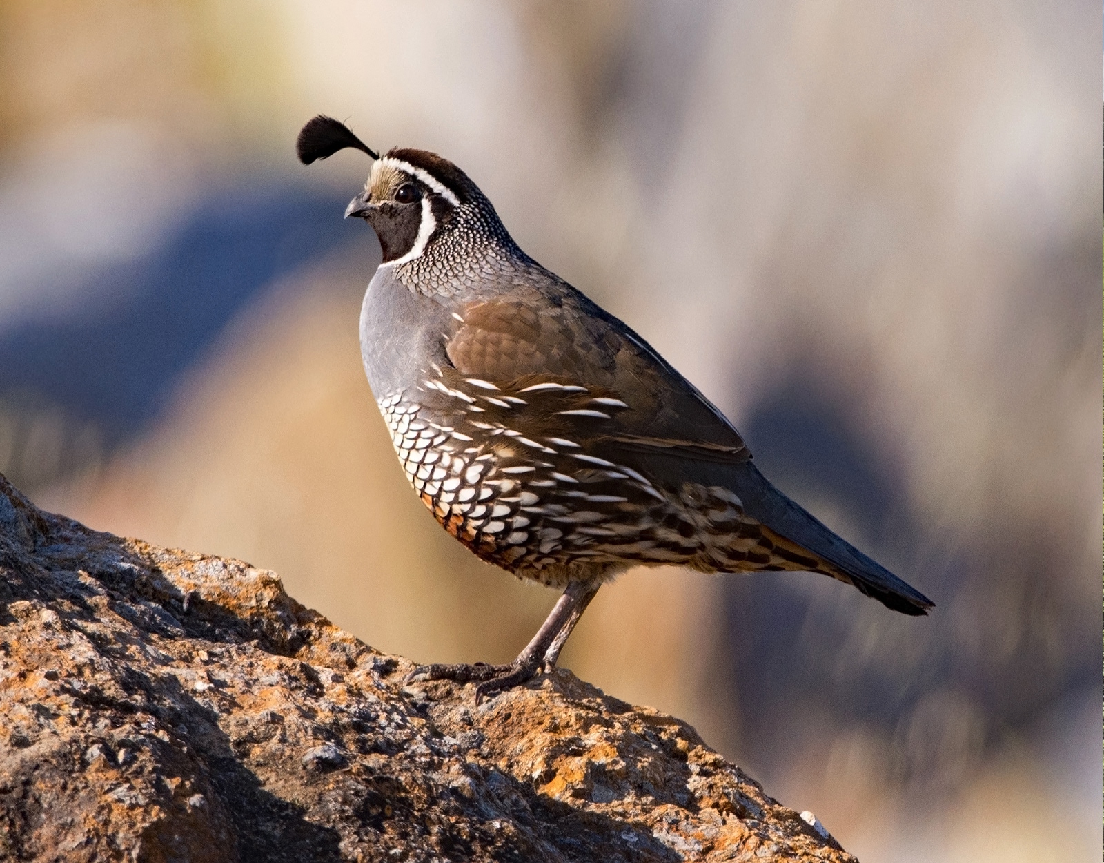A California quail. 