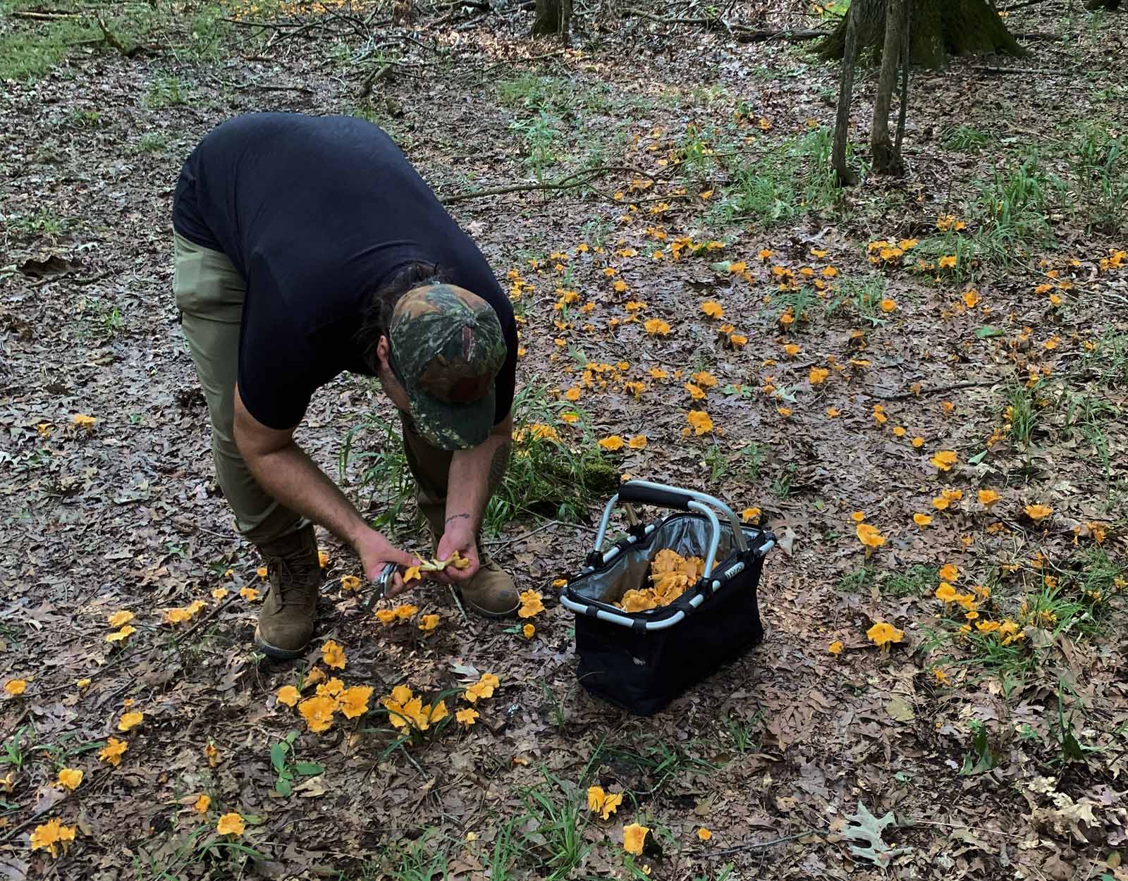 A mushroom forager picking wild chanterelle mushrooms