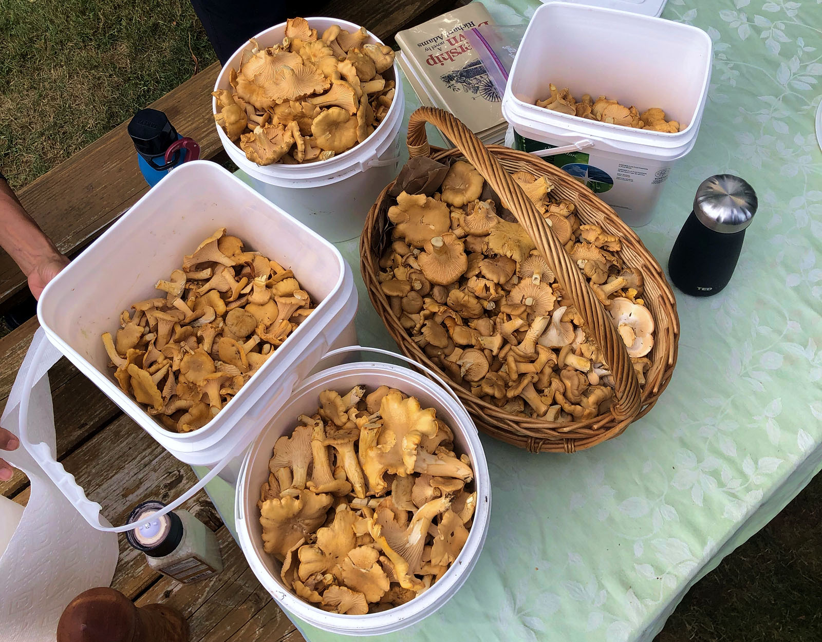 Wild foraged chanterelle mushrooms in a basket