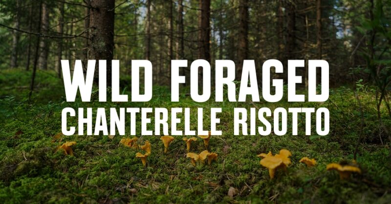 Chanterelles growing on the forest floor.