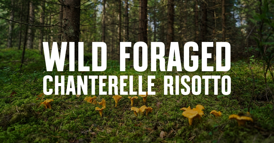 Chanterelles growing on the forest floor.