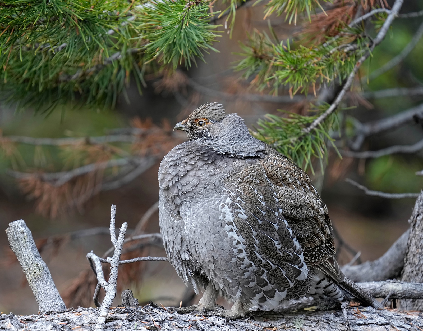 A dusky grouse