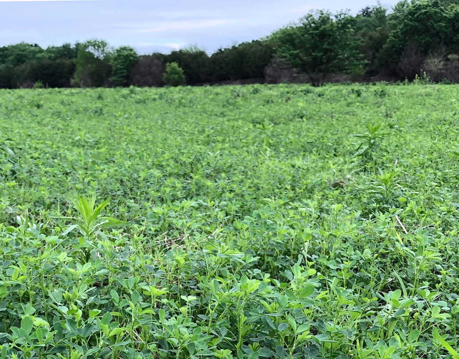 Alfalfa in a food plot.