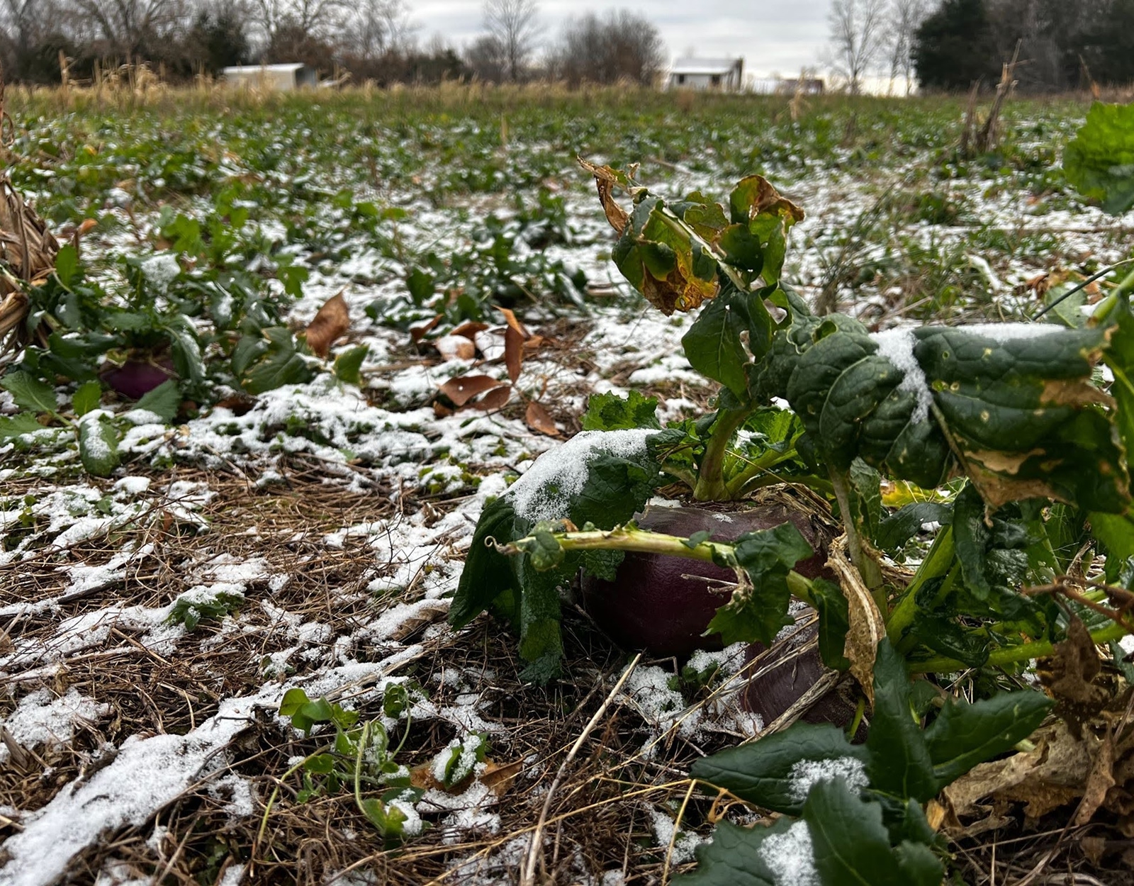 Brassica in a food plot