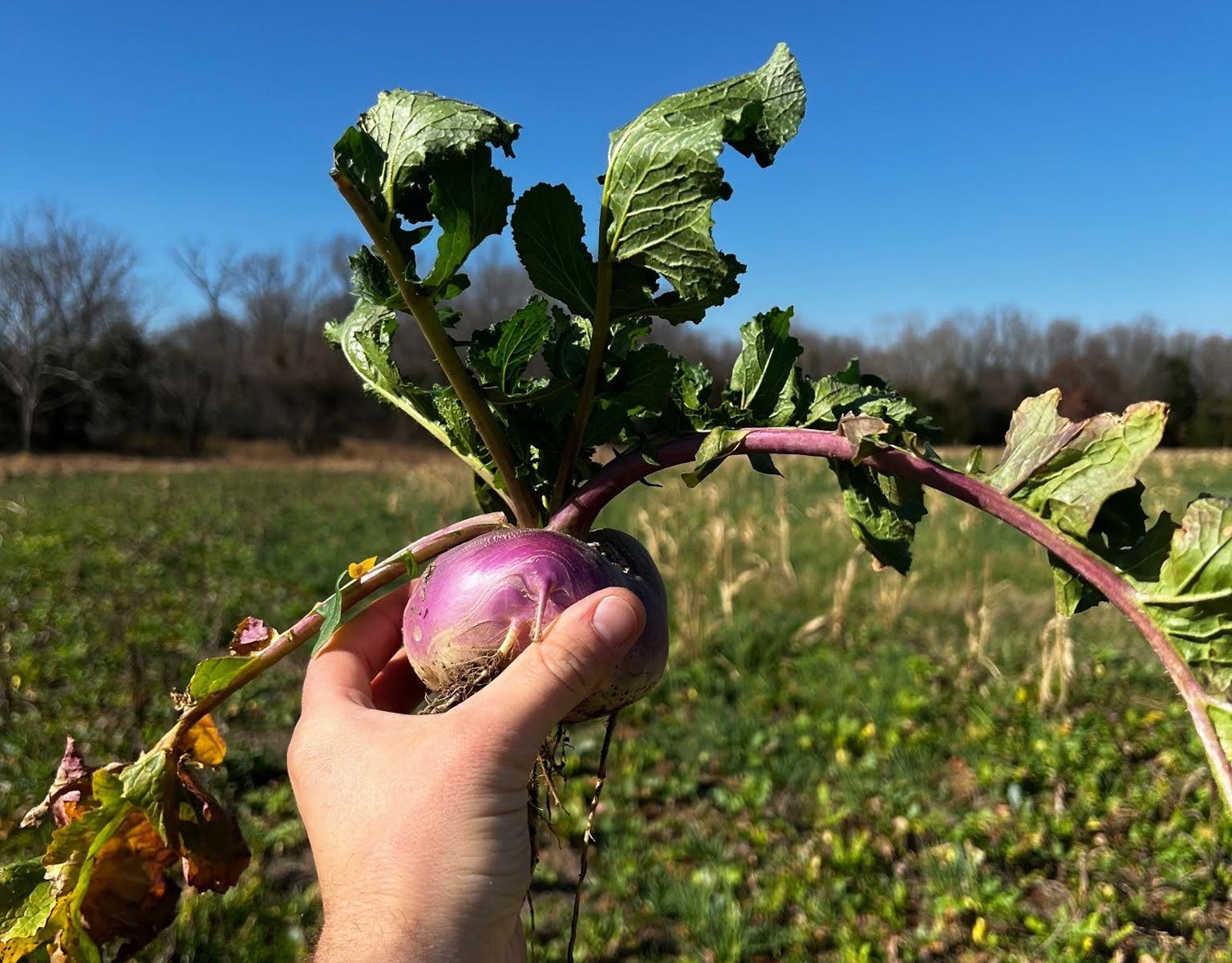 A hand holding a brassica tuber.