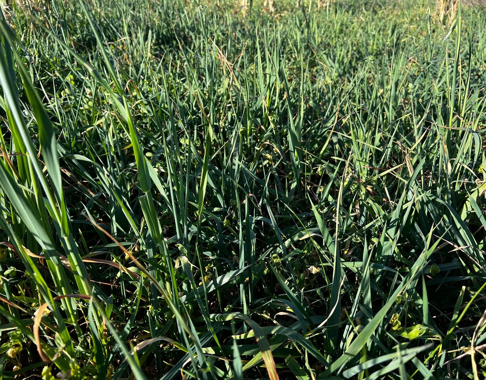 Wheat in a food plot.