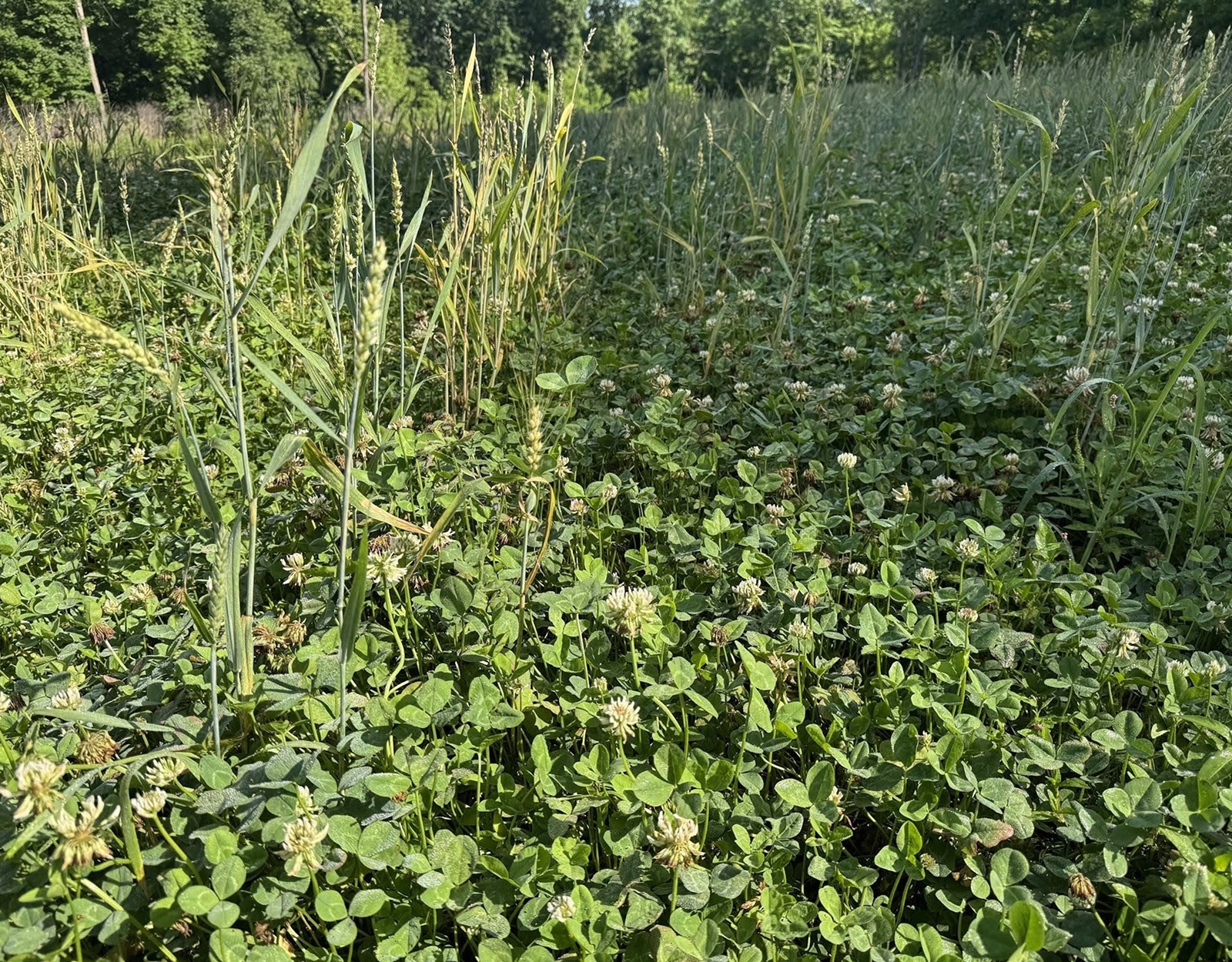 Clover in a food plot.