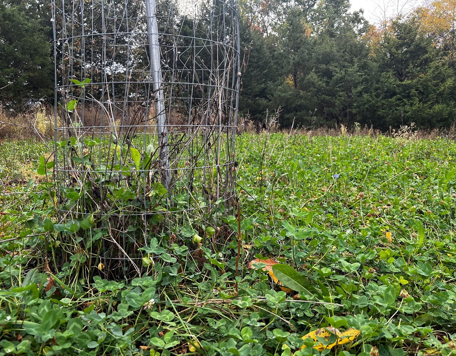 Clover growing in a utilization cage.
