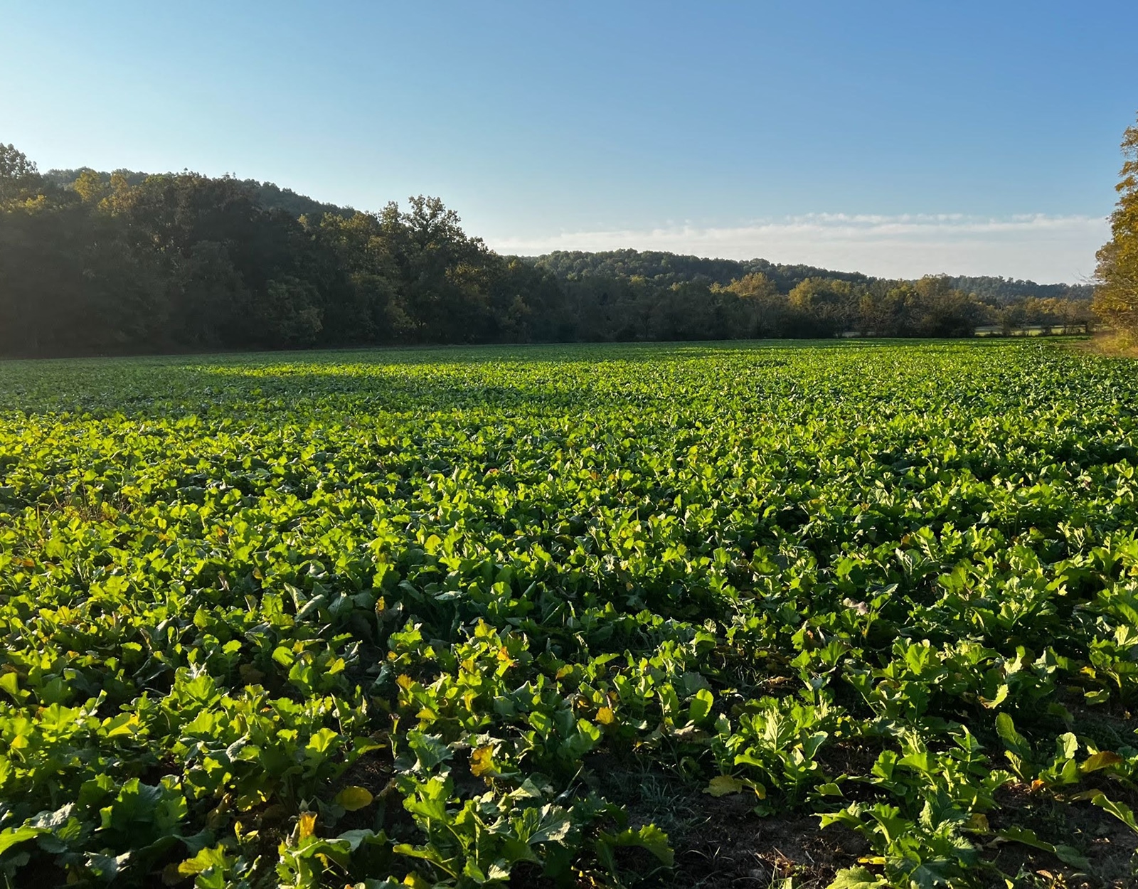 Fall annual food plot