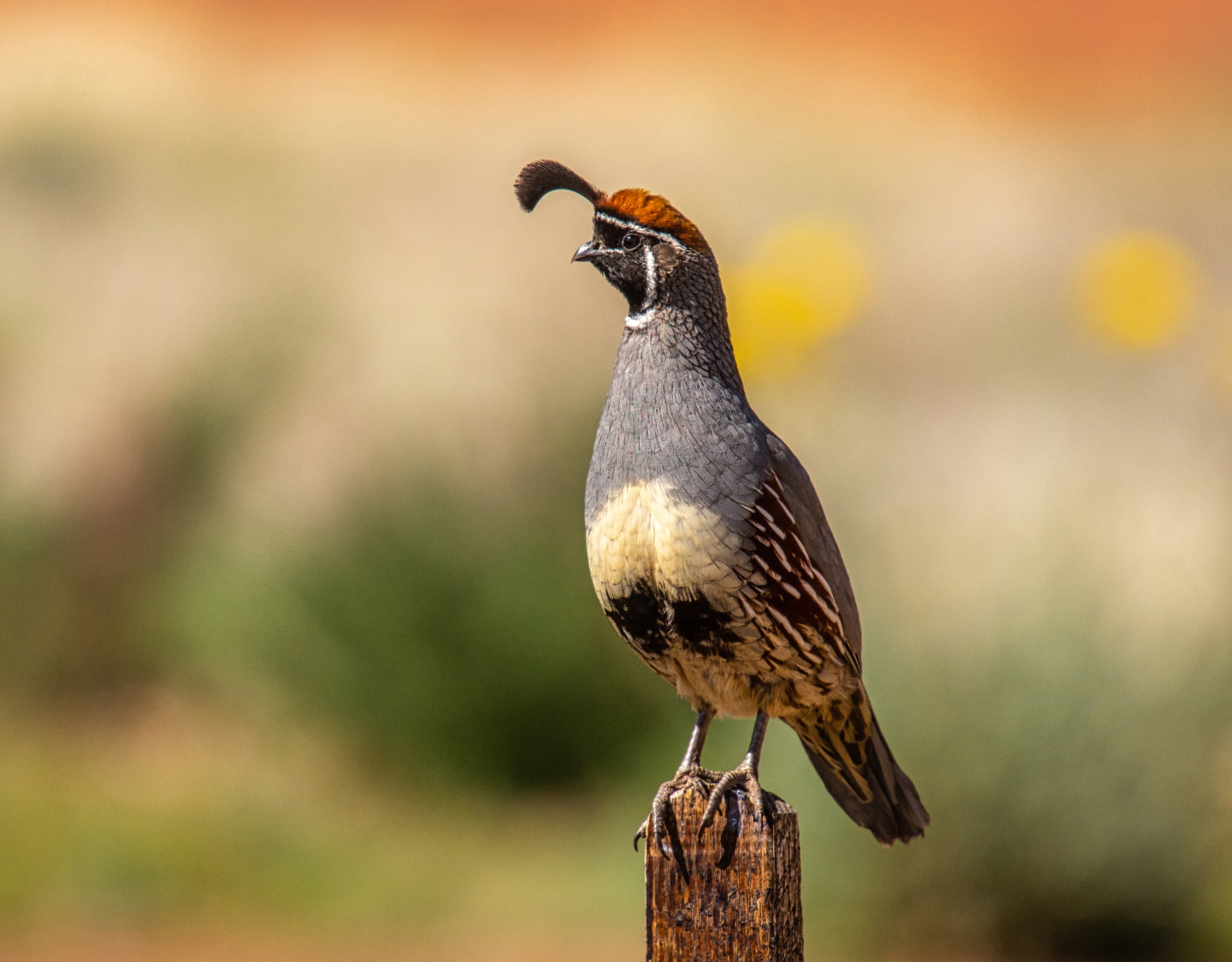 A Gambel's quail.