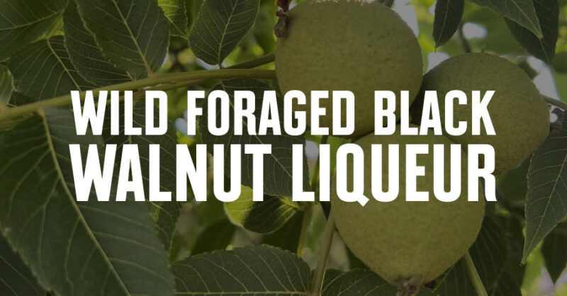 Unripe black walnuts hanging off of a tree