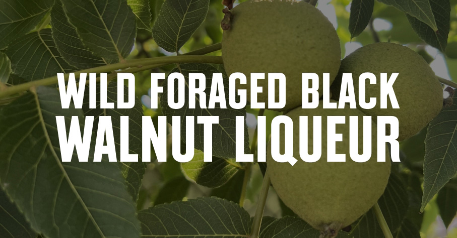 Unripe black walnuts hanging off of a tree