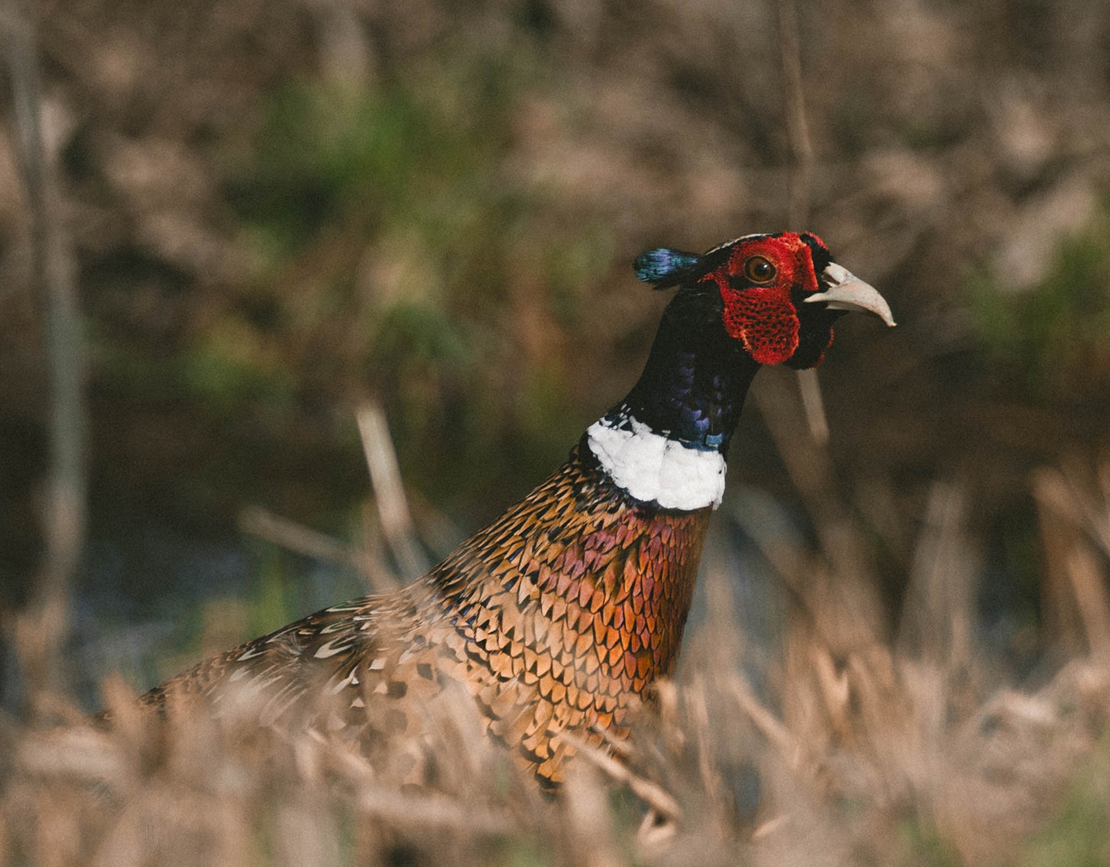 A pheasant
