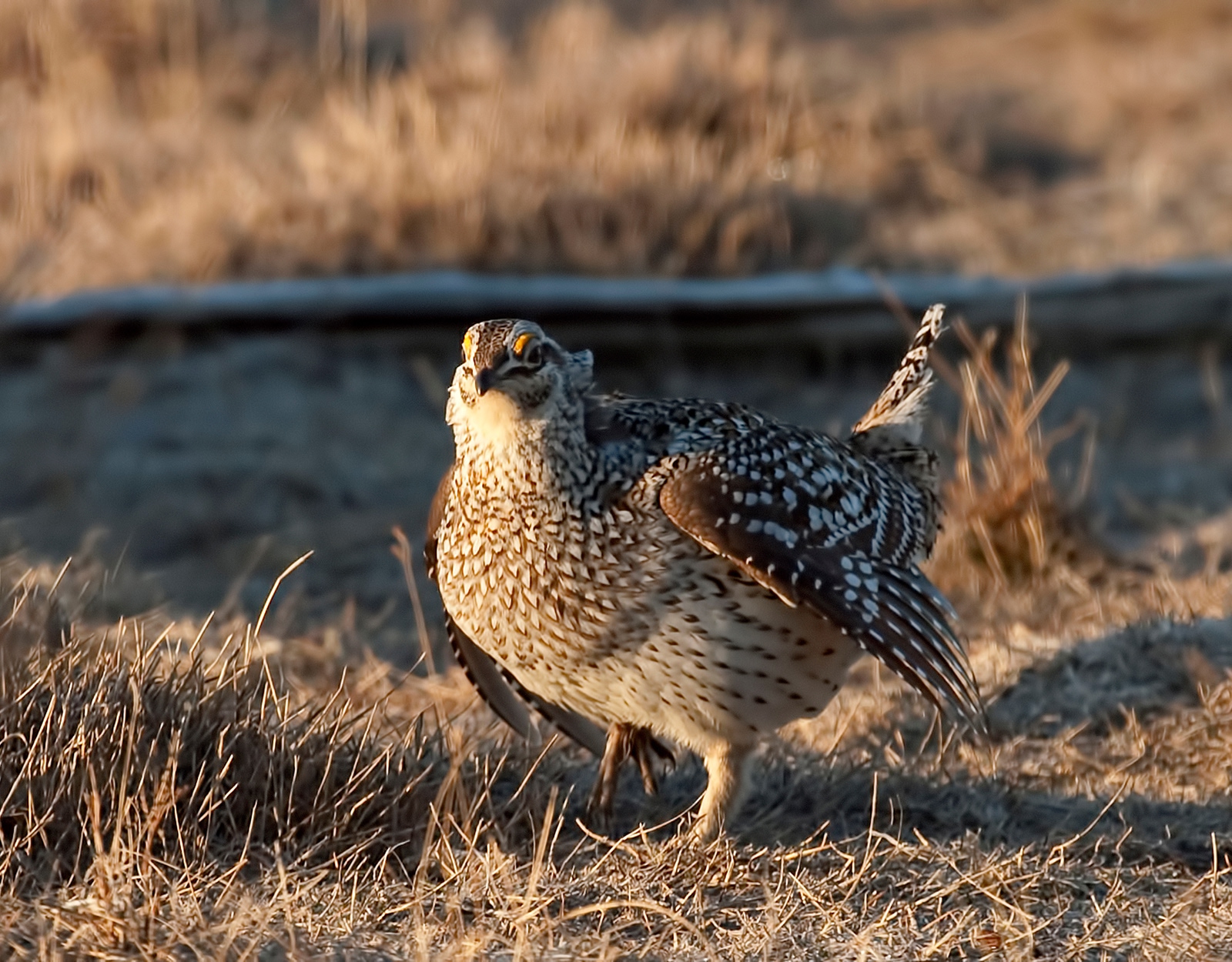 A prairie grouse
