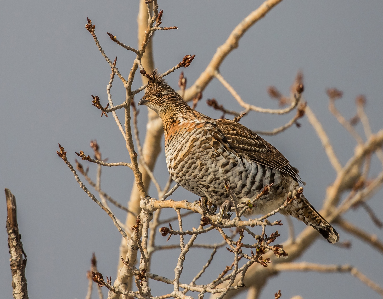 A ruffed grouse