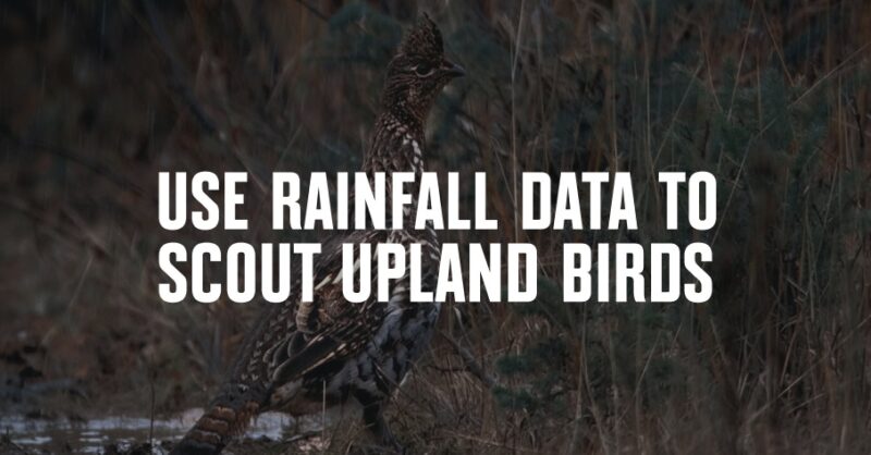 An image of an upland bird with "use rainfall data to scout upland birds" overlaid in white text