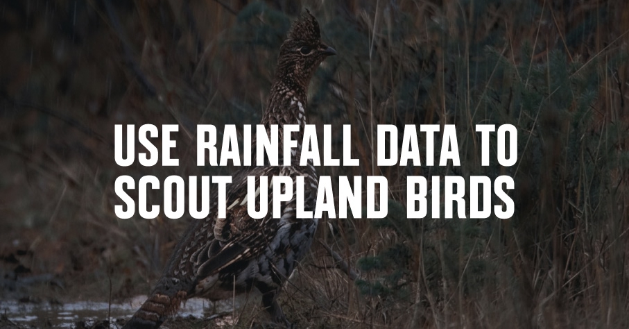 An image of an upland bird with 