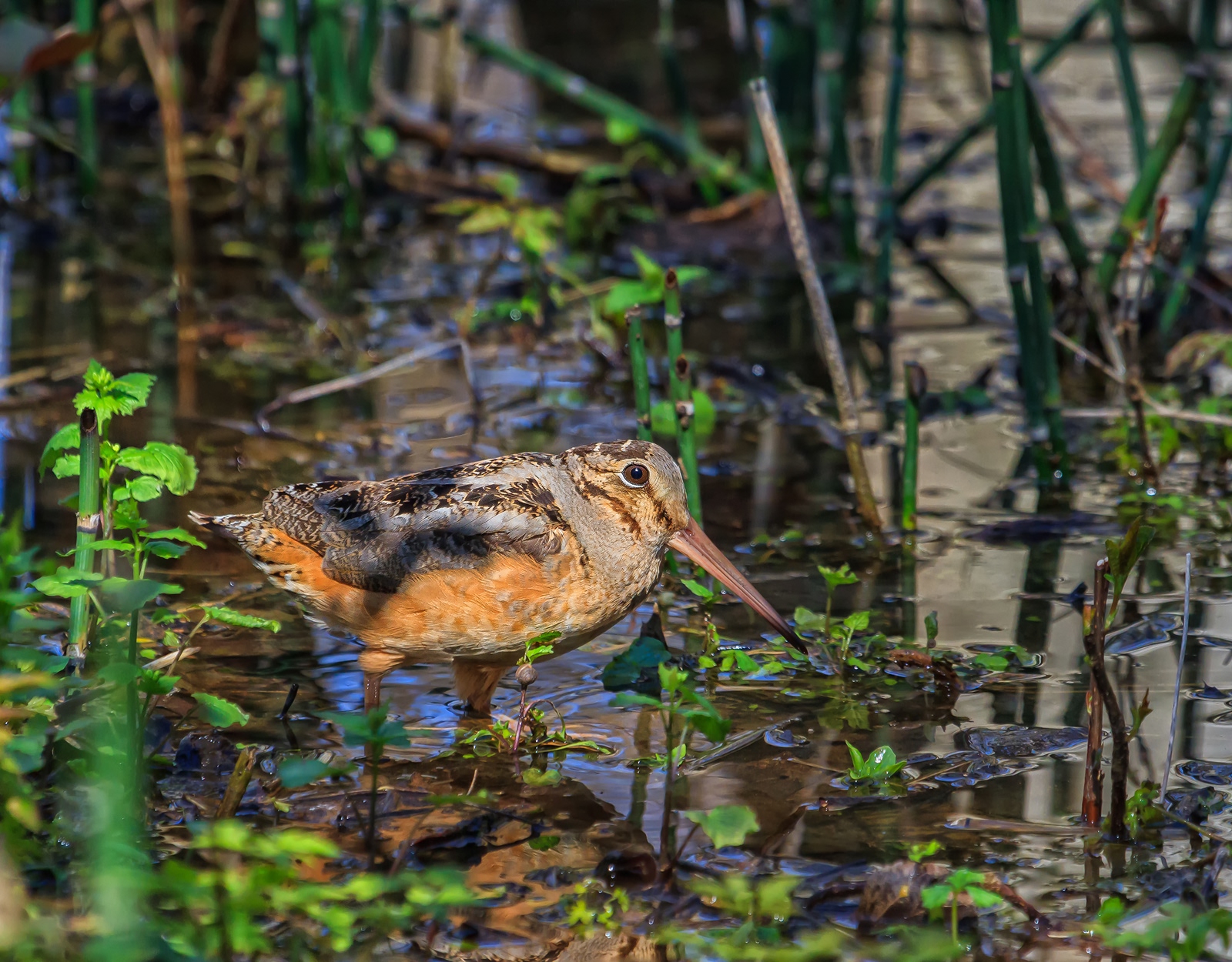 The American Woodcock 