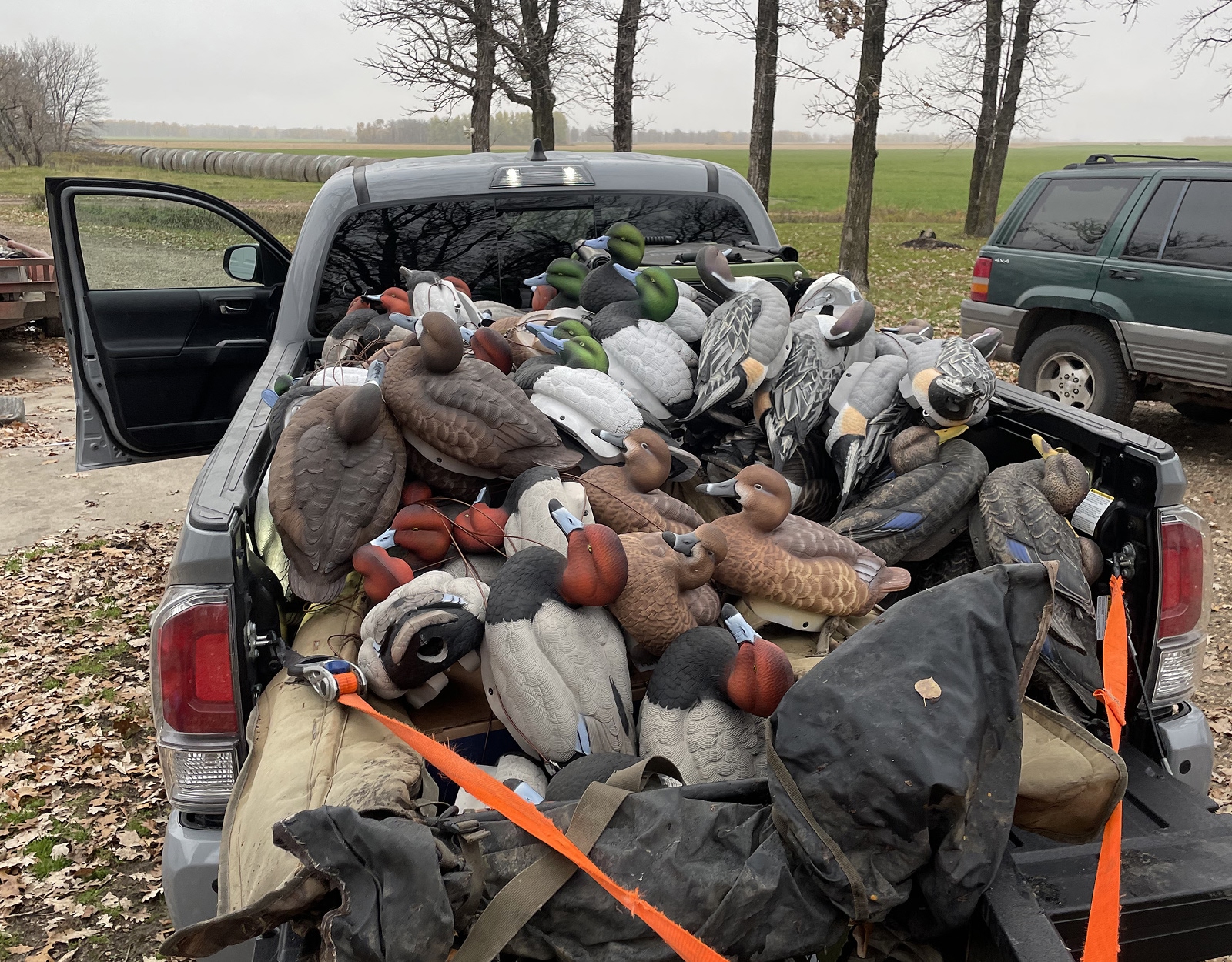 A truck bed full of duck decoys, showing the range and number Hoke brings along.
